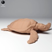 35130266_hawksbill_turtle_land_2.jpg