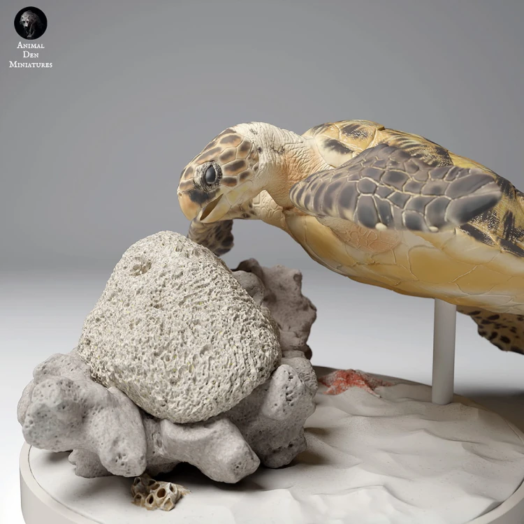 35130267_hawksbill_turtle_feed_3.jpg