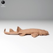 35130271_spotted_wobbegong_1.jpg