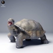 35130273_galapagos_tortoise_eat_4.jpg