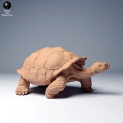 35130275_galapagos_tortoise_walk_3.jpg