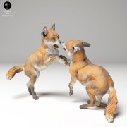 35130441_red_fox_pups_3.jpg