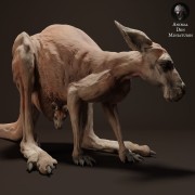 35130285_kangaroo-joey-puuch2-3.jpg