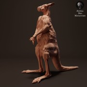 35130287_kangaroo-standing-3.jpg