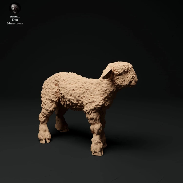 35130326_cornwall-longwool-lamb-1.jpg