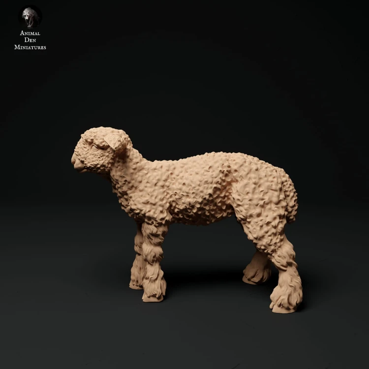 35130326_cornwall-longwool-lamb-2-1.jpg