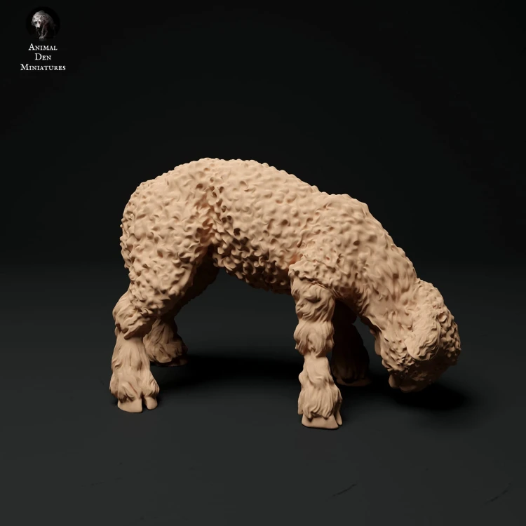35130326_cornwall-longwool-lamb-grazing-1.jpg