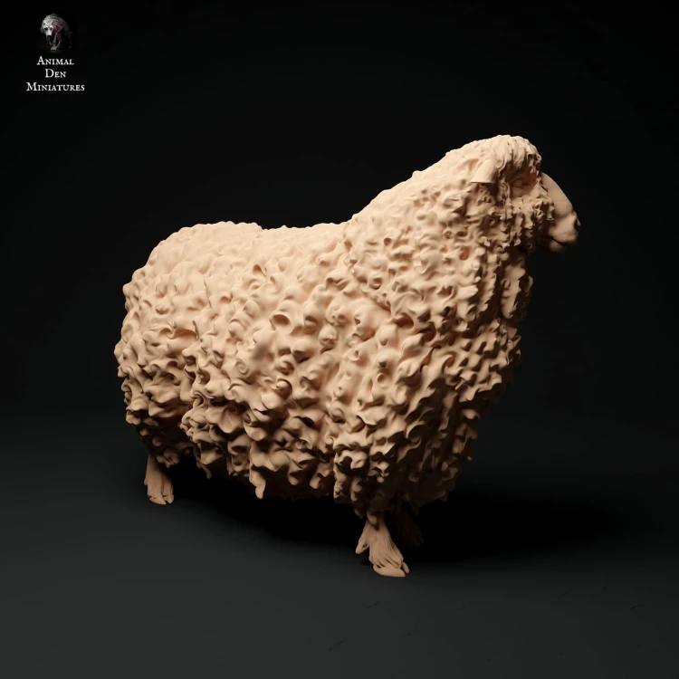 35130330_cornwall-longwool-sheep-2.jpg