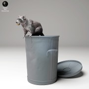 35130437_racoon_in_trash_4.jpg