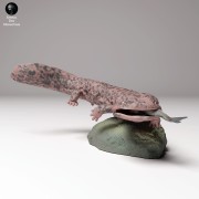 35130295_japanese_giant_salamander_fish_4.jpg