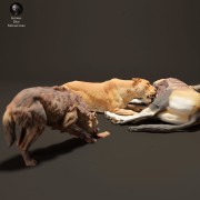 lionesses-vs-hyenas-4.jpg