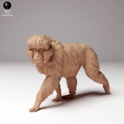 35130289_snow_monkey_3.jpg