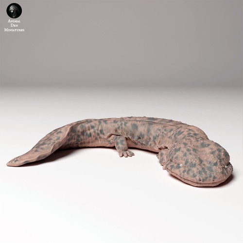35130294_japanese_giant_salamander_4.jpg