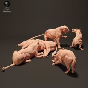 lionesses-vs-hyenas-2.jpg