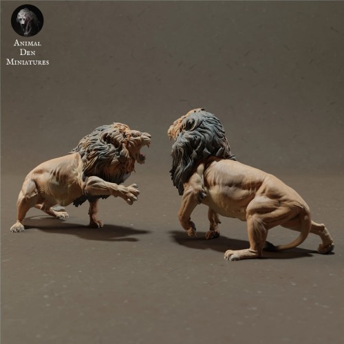 lions-fight-1.jpg