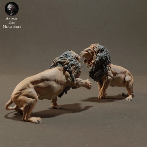 lions-fight-2.jpg