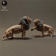 lions-fight-4.jpg