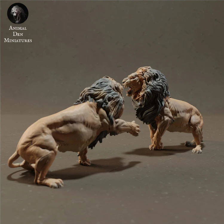 lions-fight-2.jpg