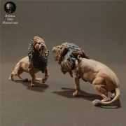 lions-fight-3.jpg