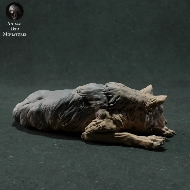 iberian-wolf-sleep-3.jpg