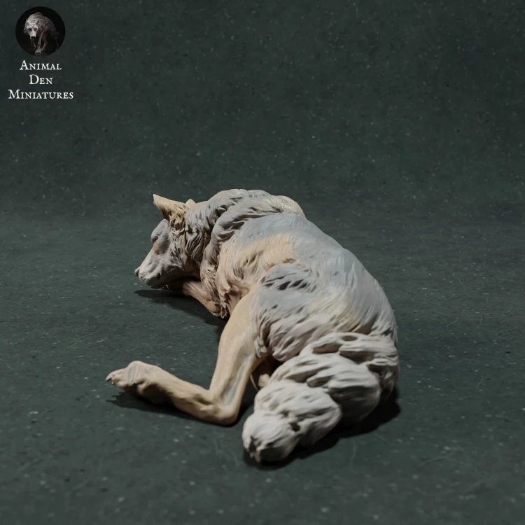 iberian-wolf-sleep-4.jpg
