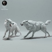 arctic-wolves-fight-1.jpg
