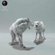 arctic-wolves-fight-2.jpg