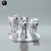 arctic-wolves-run-2.jpg