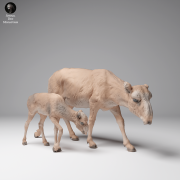 35130625_Mongolian Saiga Female and Calf 1.png