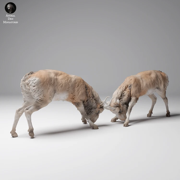 35130626_Mongolian Saiga Male Fight 1.png