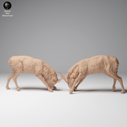 35130626_Mongolian Saiga Male Fight 2.png