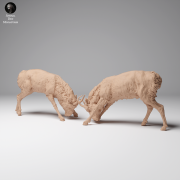 35130626_Mongolian Saiga Male Fight 3.png