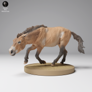 35130708_Przewalskis Horse Run 1.png