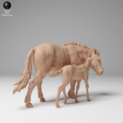 35130709_Przewalskis Horse Female and Calf 3.png