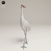 35130540_Greater Sandhill Crane 3.jpg