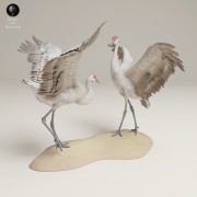 35130541_Greater Sandhill Cranes Dance 1.jpg
