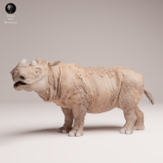35130723_Sumatran Rhino Male 4.png