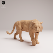35130726_Sumatran Tiger Walk 3.png