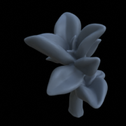 Terrain_Plant_Peperomia_1.png