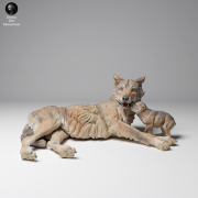 35130460_Mongolian Wolf and Pup 1.png