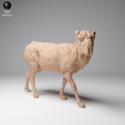 35130624_Mongolian Saiga Female 4.png