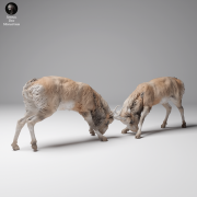 35130626_Mongolian Saiga Male Fight 1.png