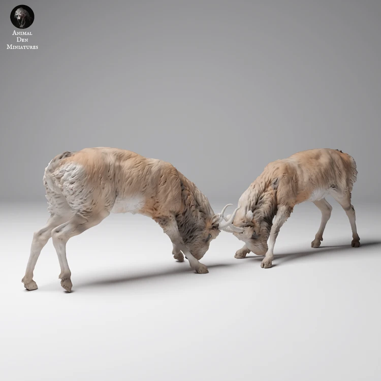 35130626_Mongolian Saiga Male Fight 1.png
