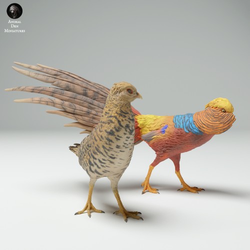 35130538_Golden Pheasant Female and Male 4.jpg