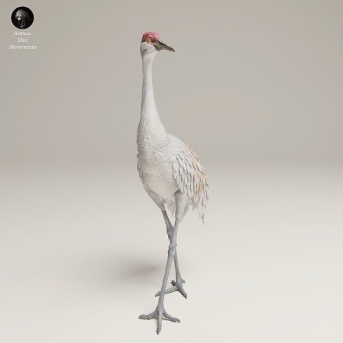 35130540_Greater Sandhill Crane 3.jpg