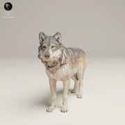 35130462_Grey Wolf Stand_2.jpg
