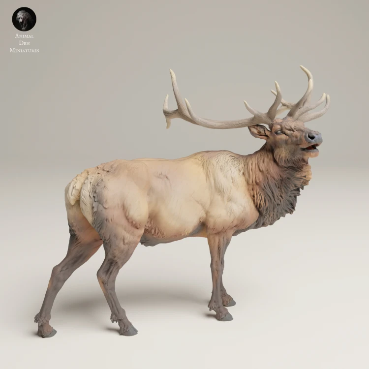 35130629_Rocky Mountain Elk Bugle 1.jpg