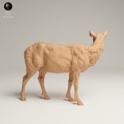 35130630_Rocky Mountain Elk Cow 2.jpg