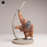 35130721_Sumatran Orangutan on Tree 4.png