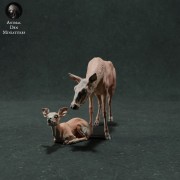 35130421_resize-red-deer-hind-and-fawn-1.jpg